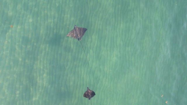 eagle rays filmed using a drone.