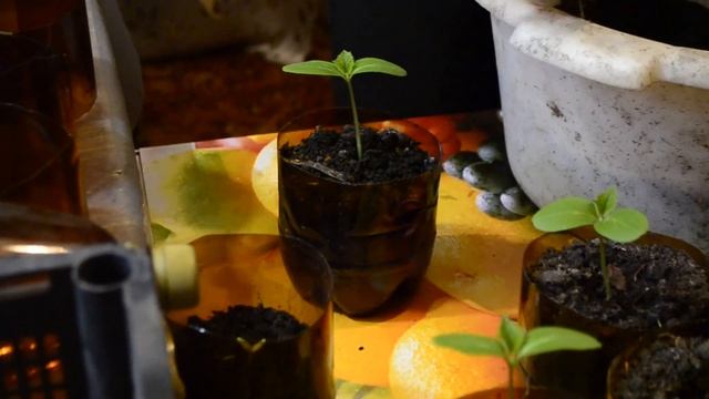 Выращивание Рассады Огурцов Как исправить Вытянутую Рассаду Стакан-Муфта от Возьми и Сделай смотреть онлайн