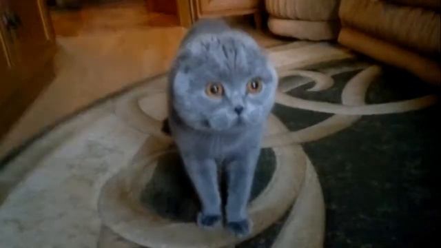 Смешно до боли