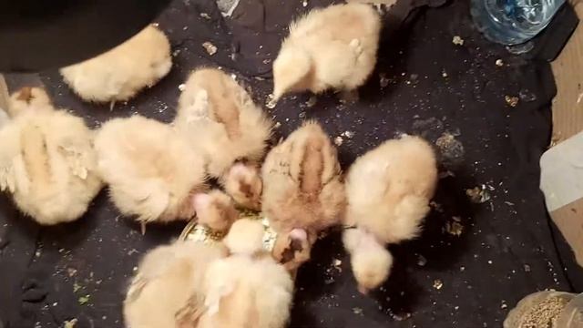 Как ухаживать за цыплятами