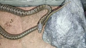 Содержание и уход за змеями. Чем и как кормить.