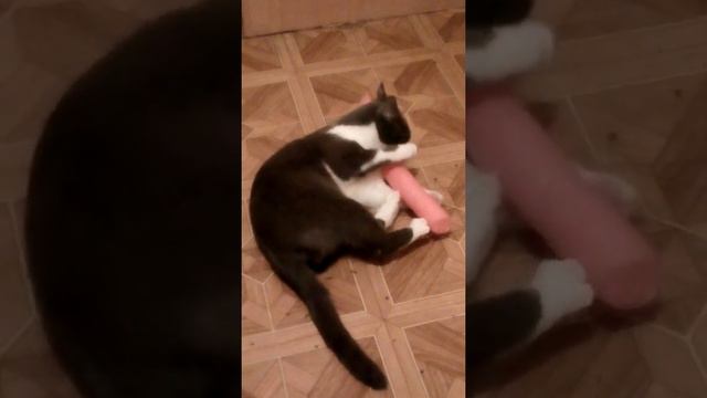 Безумный кот смотреть онлайн