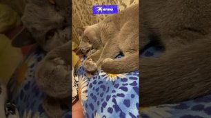 Поцелуй кота и посмотри на его реакцию…Редакция «Комсомолки» приняла вызов в новом челлендже!