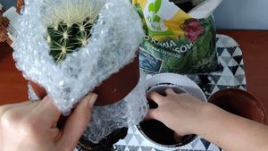 Как пересадить крупный кактус за 5 минут быстро и безопасно #эхинокактус #echinocactus