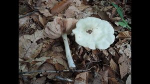 Entoloma niphoides