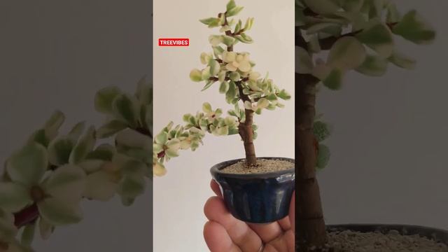 Mini Bonsai Portulacaria afra variegated #bonsai #minibonsai #portulacariaafra #varigata