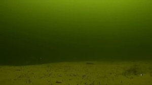 Непонятное дело с мормышкой и мотылём