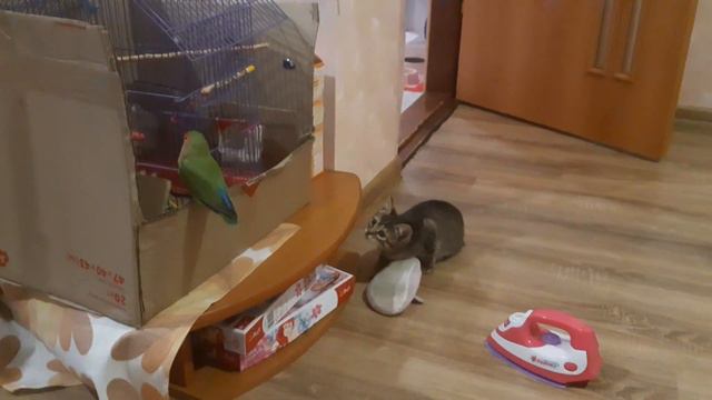 Попугай Филя против кошки Марты (СРАЖЕНИЕ ВЕКА) смотреть онлайн