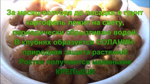 Выкладка картофеля на проращивание