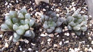 Unpacking Haworthia cooperi var  truncata