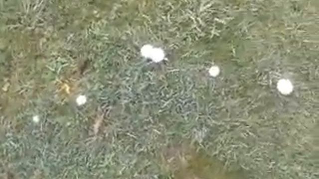 IN A MAGIC FAIRY RING смотреть онлайн