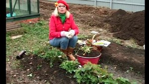 Клубника, земляника. Осенние работы