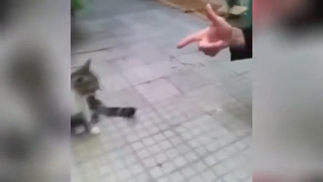 Кот актер!!! смотреть онлайн