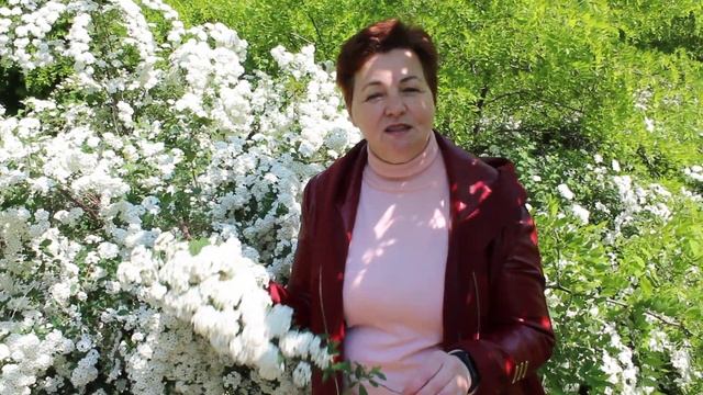 Магические свойства спиреи (невесты)