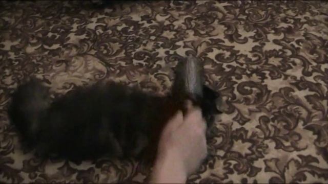 Кошка с расчёской смотреть онлайн