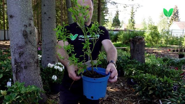 Голубика «Дюк», ориг. название «Duke» смотреть онлайн