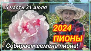 Сбор семян пиона. Июль 2024 года  / Сад Ворошиловой