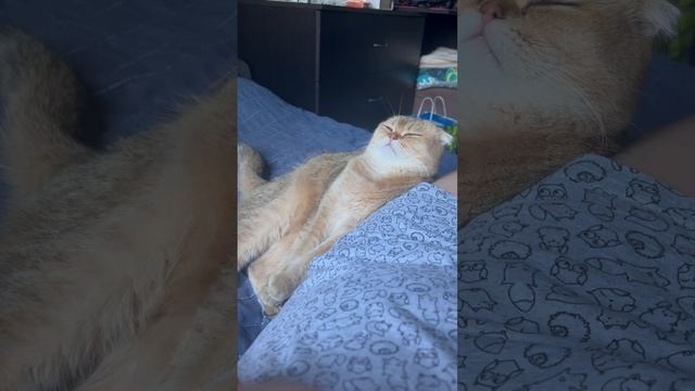 Когда больше не можешь бороться со сном ??. #золотаяшиншилла #коты #смешныекоты