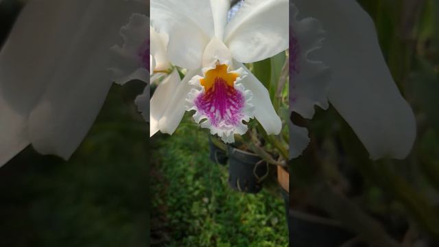 Cattleya mossiae semi-alba смотреть онлайн