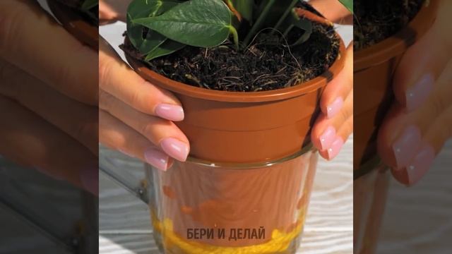 НЕВЕРОЯТНЫЕ ЛАЙФХАКИ ДЛЯ САДА, КОТОРЫЕ ВАМ ТОЧНО ПОНРАВЯТСЯ