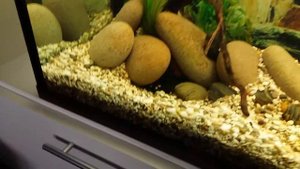 Аквариум 150 литров! Месяц после запуска!