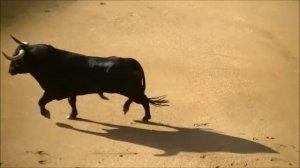 2º toro devuelto en la corrida del 4 de mayo en las Ventas Madrid