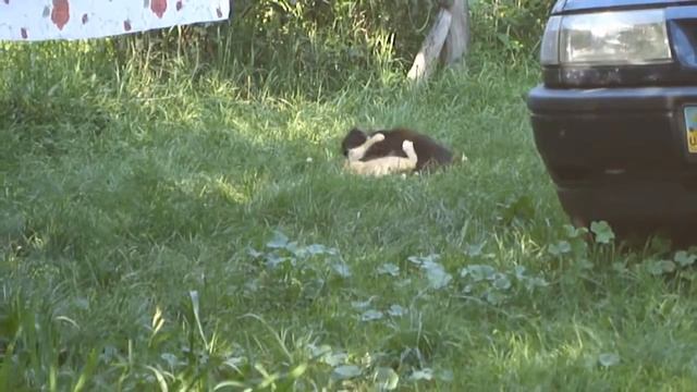 Страшно дерутся коты !!!Просто ЖЕСТЬ!!! смотреть онлайн