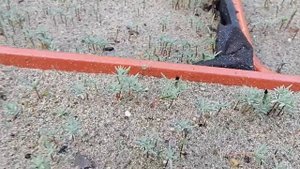 Выращивание кипариса из семян