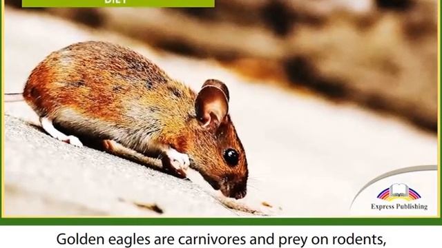 Action 11. Module 2.  The Golden Eagles of Kazakhstan