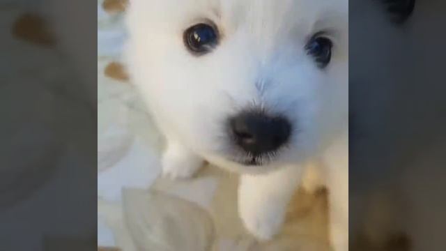 Щенки японского шпица из питомника