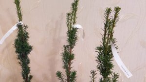 Новинки хвойных в сад - ТЕНЕВЫНОСЛИВЫЕ❗❗❗/Тенелюбивые❤️ Тис WOJTEK?/Тсуга Jeddeloh?