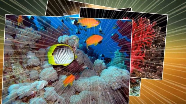 ВОЛШЕБНЫЙ МИР КОРАЛЛОВОГО ЛЕСА (Corals)