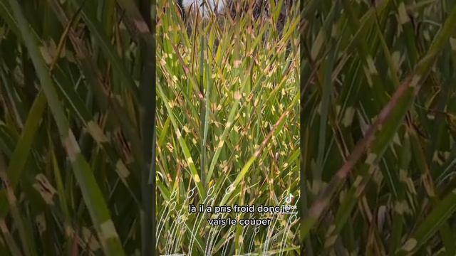 Roseau de Chine, Miscanthus