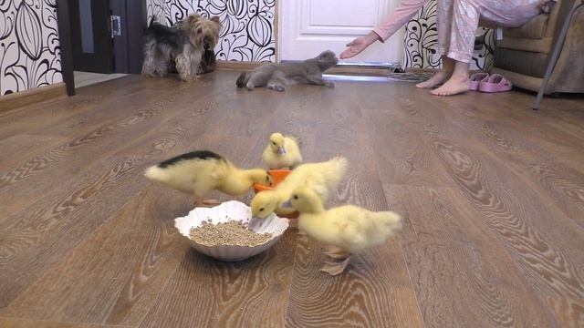Реакция моих животных на маленьких утят. смотреть онлайн
