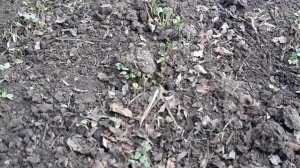 Забудьте про навоз. После этого земля будет мягкой как пух. Внесите по весне.