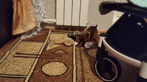 #цвергпинчер любит поиграться с детьми
