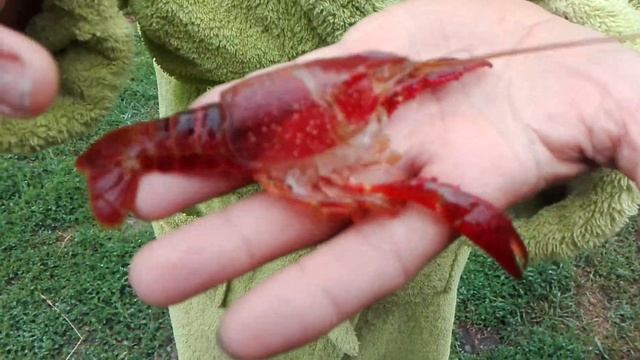 #Аквариум#Аквариумный|рак#.Рак|сбросил|свой|парцирь#. смотреть онлайн