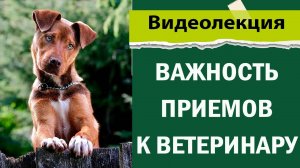 Важность повторных приемов к ветеринару