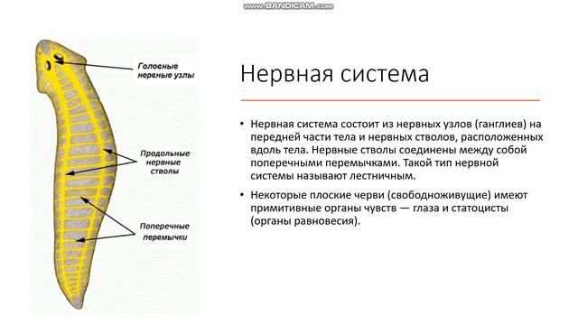 7 класс Тип Плоские черви Общая характеристика плоских червей