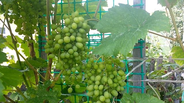 Пять сортов винограда на одной сотке . смотреть онлайн