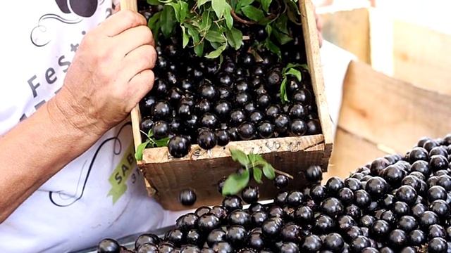 Виноградное дерево / Жаботикаба | Как растёт это редкое растение смотреть онлайн