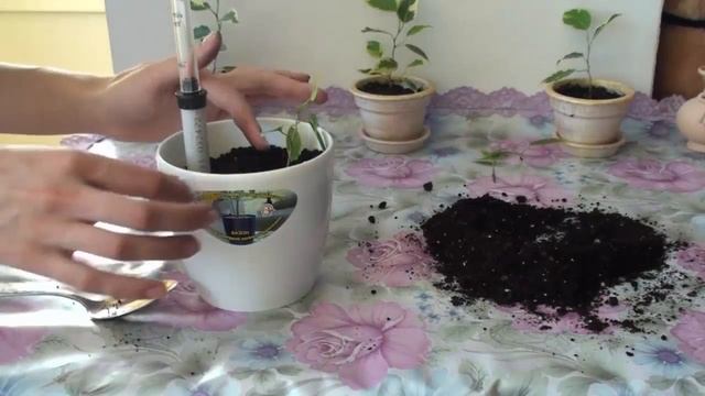 Горшок с дренажной системой Алеана. Посадка фикусов. смотреть онлайн