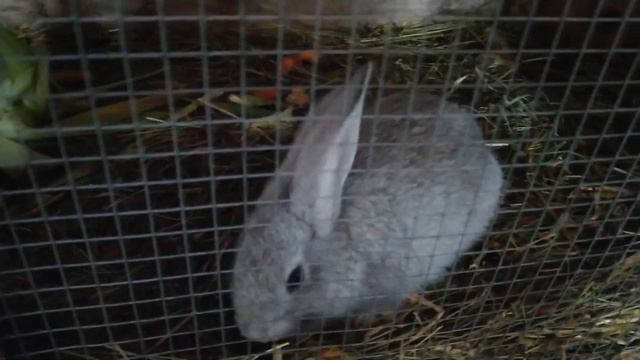 УХОД ЗА КРОЛИКАМИ!!! ПРОВЕРЯЮ КРОЛЬЧАТ!!! (быстро и просто) смотреть онлайн