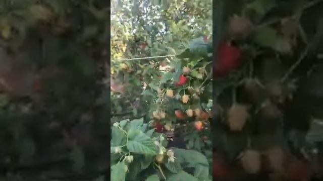 Нантахала - Малина ремонтантная. Обзор урожайности.