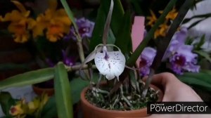 ОРХИДЕИ цветущие в декабре. Каттлея, Брассокаттлея, Потинара, Софронитис.