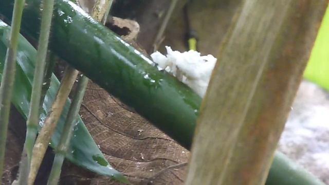 Panasonic lumix dmc fz-40 смотреть онлайн