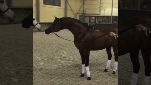 Знакомство арабских лошадей.