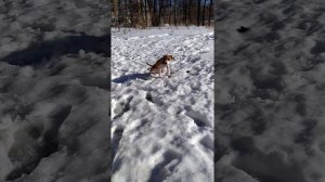 Американский стаффордширский терьер...4 месяца ...( первая прогулка )...