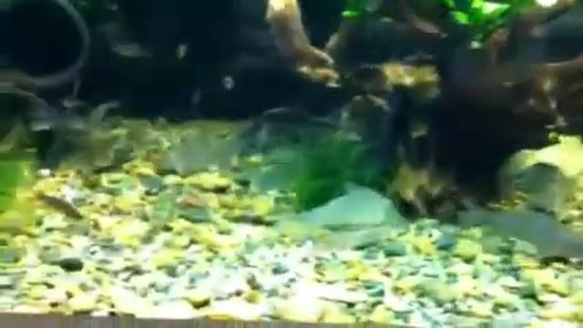 Agamyxis pectinifrons 哭貓 смотреть онлайн