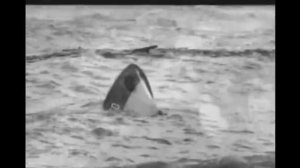 Светлана Копылова про собаку